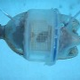 Hamster-power submarine is the future of underwater rodent travel
